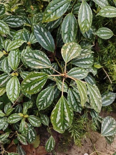 Pilea Alumínio de Vaso