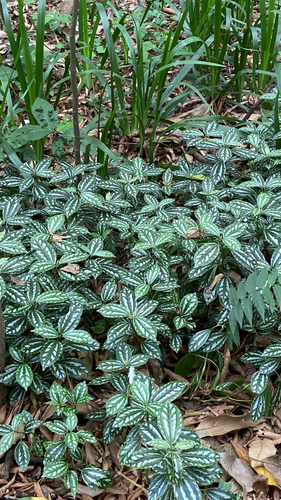Pilea Alumínio de Vaso