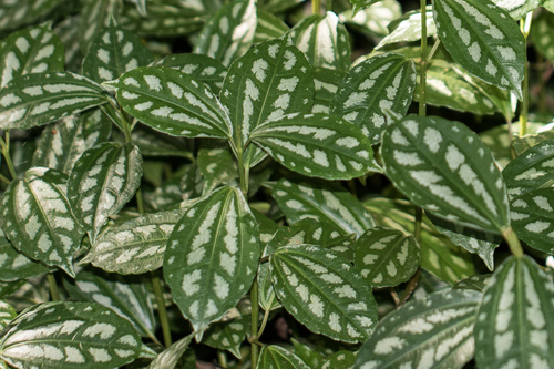 Pilea Alumínio de Vaso