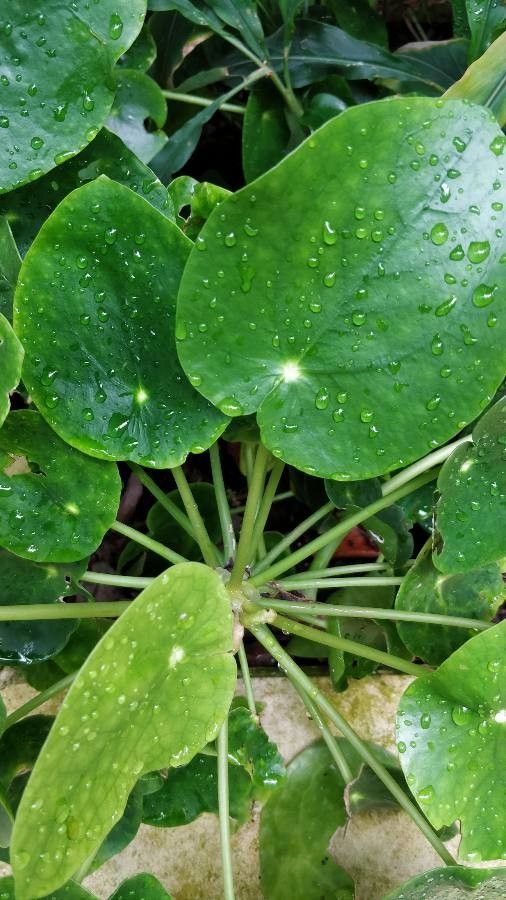 Planta Chinesa do Dinheiro (Pilea)