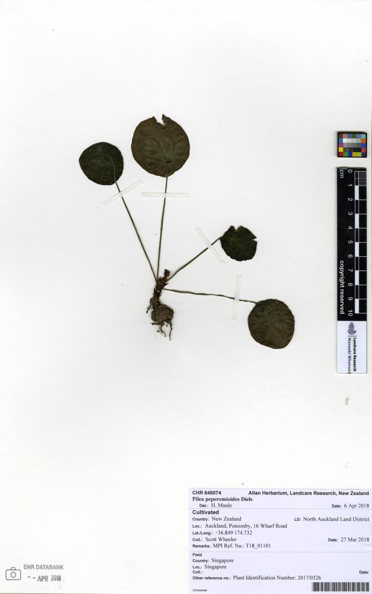 Planta Chinesa do Dinheiro (Pilea)