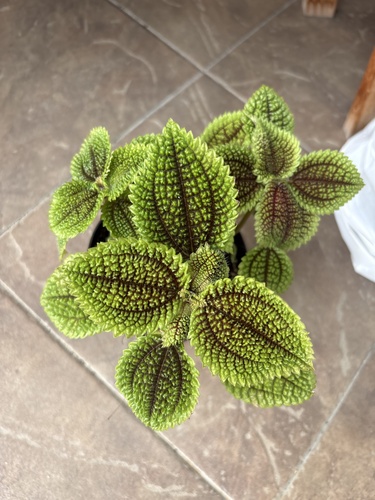 Pilea Vale da Lua