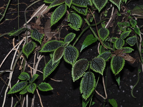 Pilea Vale da Lua