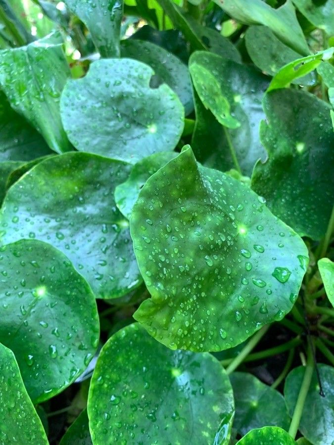 Pilea Chinesa Variegada Rara