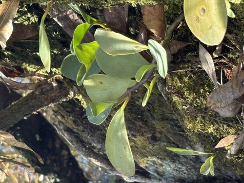 Peperômia Verde Gordinha