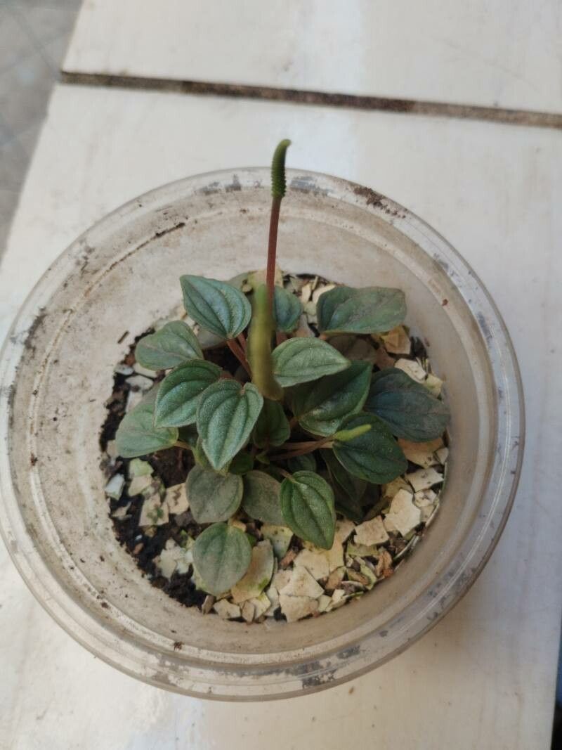 Peperômia Caperata Roxa de Vaso
