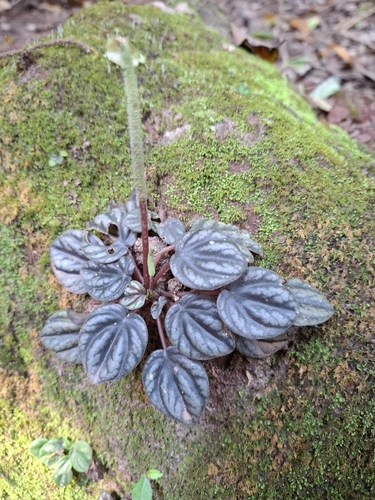 Peperômia Caperata Roxa de Vaso