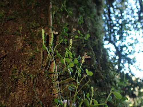 Peperômia Esperança (Hope)