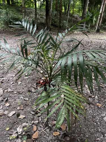 Palmeira Camedórea de Interior