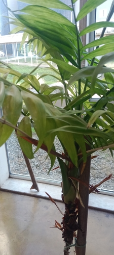 Palmeira Camedórea de Interior