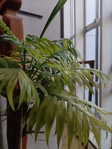 Palmeira Camedórea de Interior