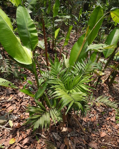 Palmeira Camedórea de Interior