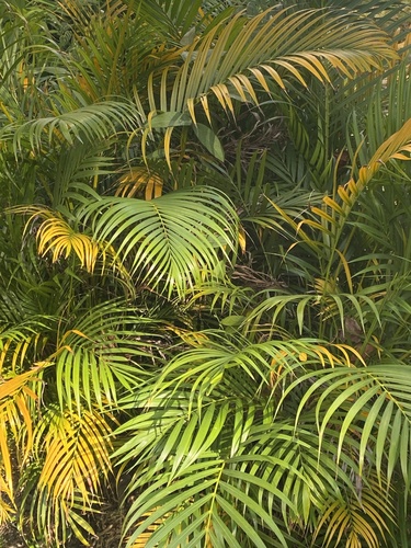 Palmeira Areca de Vaso