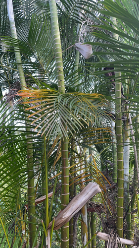 Palmeira Areca de Vaso
