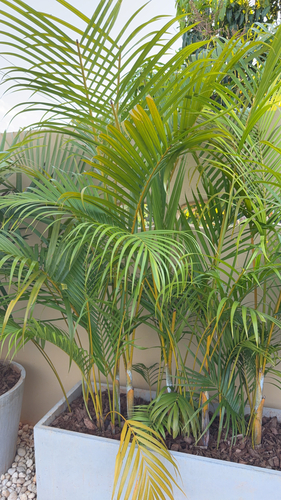 Palmeira Areca de Vaso