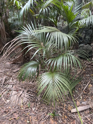 Palmeira Kentia Luxuosa