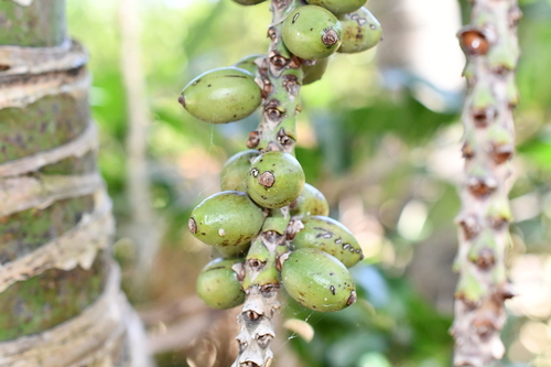 Palmeira Kentia Luxuosa