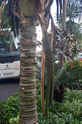 Palmeira Kentia Luxuosa