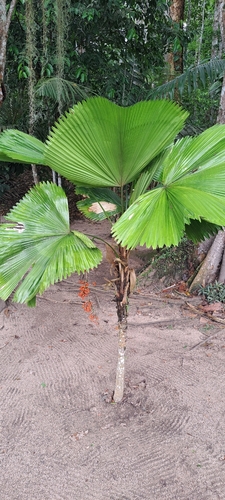 Palmeira Licuala Leque de Vaso