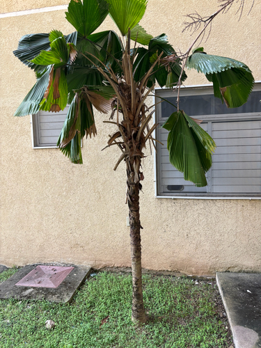 Palmeira Licuala Leque de Vaso
