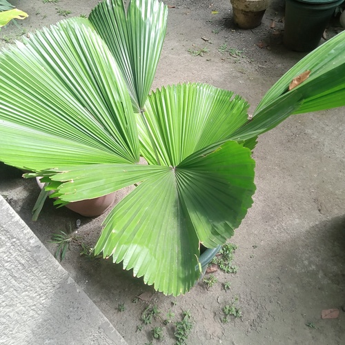 Palmeira Licuala Leque de Vaso