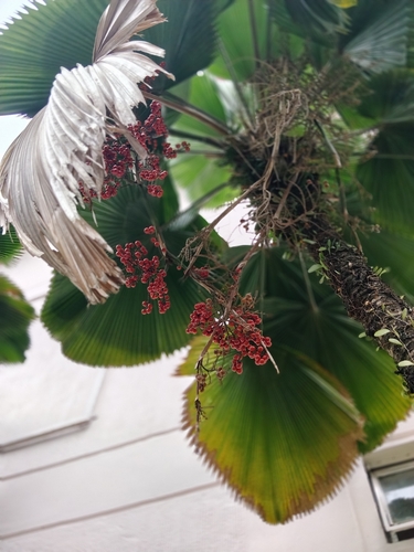 Palmeira Licuala Leque de Vaso