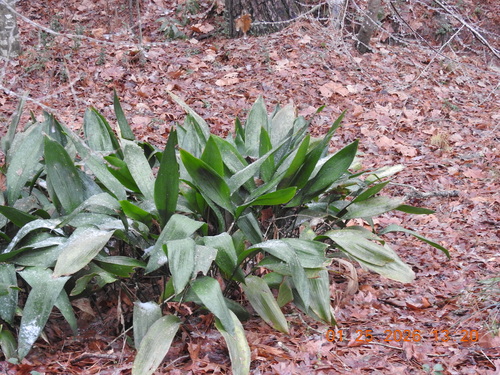 Aspidistra (Planta de Ferro)