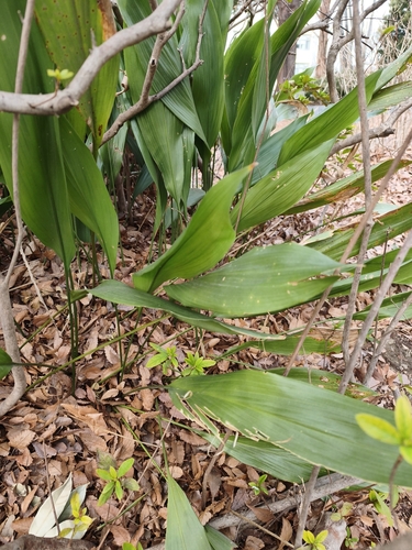 Aspidistra (Planta de Ferro)