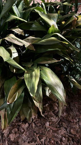 Aspidistra (Planta de Ferro)