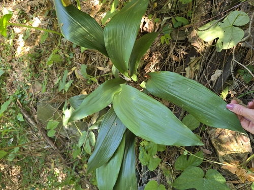 Aspidistra (Planta de Ferro)