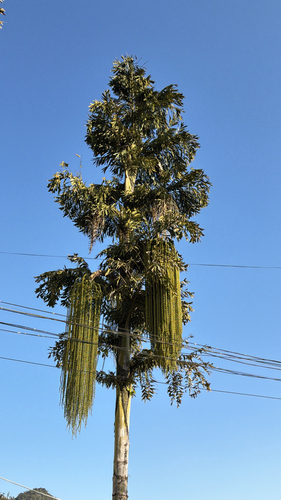 Palmeira Cariota Silvestre