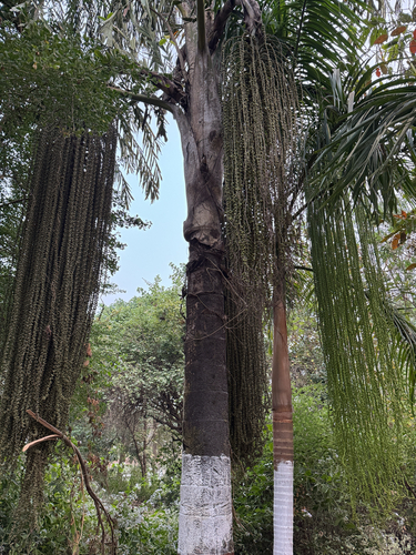 Palmeira Cariota Silvestre