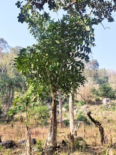 Palmeira Cariota Silvestre