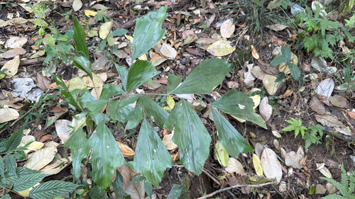 Palmeira Cariota Silvestre