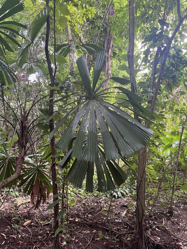 Palmeira Licuala Espinhosa
