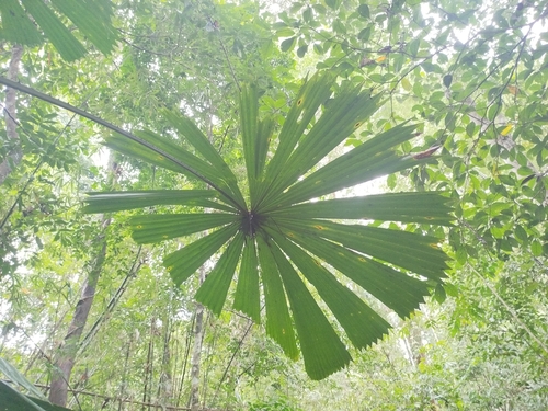 Palmeira Licuala Espinhosa
