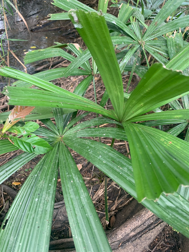 Palmeira Licuala Espinhosa
