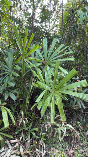 Palmeira Licuala Espinhosa