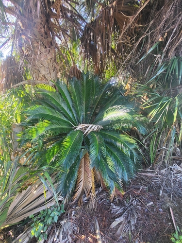 Sagu-de-jardim (Cica Clássica)