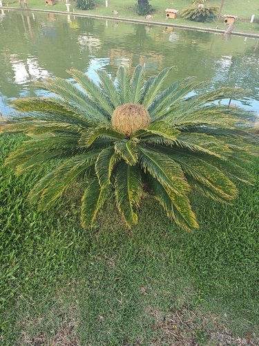 Sagu-de-jardim (Cica Clássica)