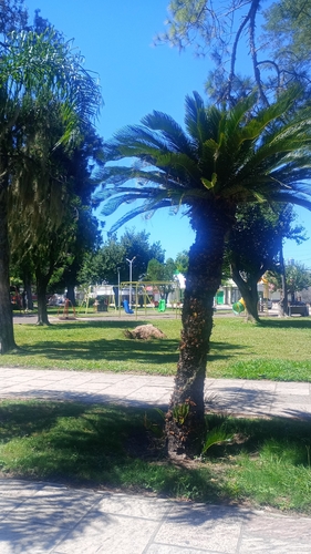 Sagu da Índia de Haste Longa