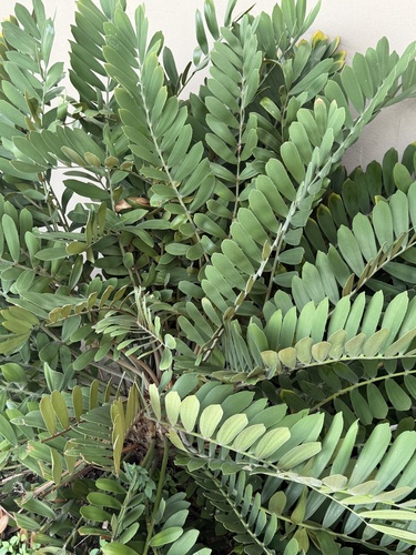 Zamia de Papelão (Cardboard)