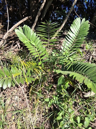 Zamia de Papelão (Cardboard)