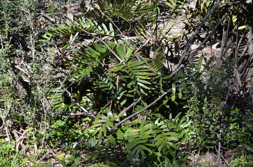 Zamia de Papelão (Cardboard)