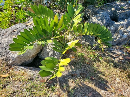 Zamia de Papelão (Cardboard)