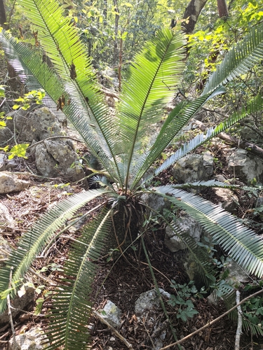 Dioon Mexicano de Coleção