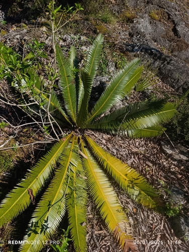 Dioon Mexicano de Coleção