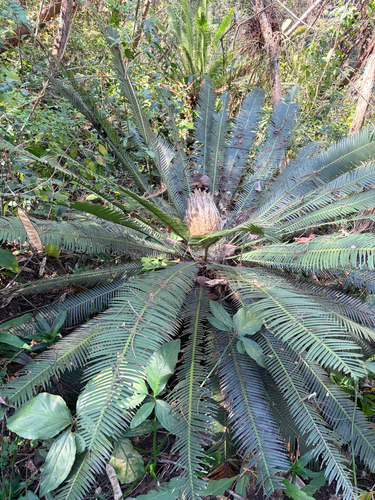 Dioon Mexicano de Coleção