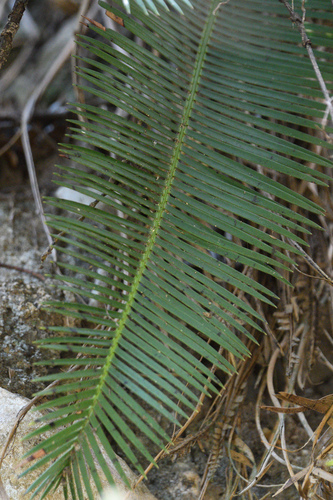 Dioon Mexicano de Coleção