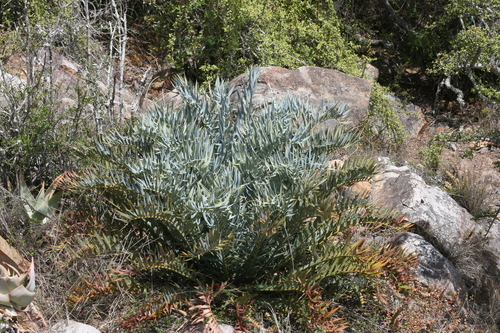 Cica Azul Espinhosa Rara